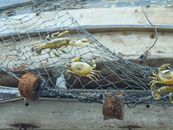 Free stock photo of cage, catch, catch of fish