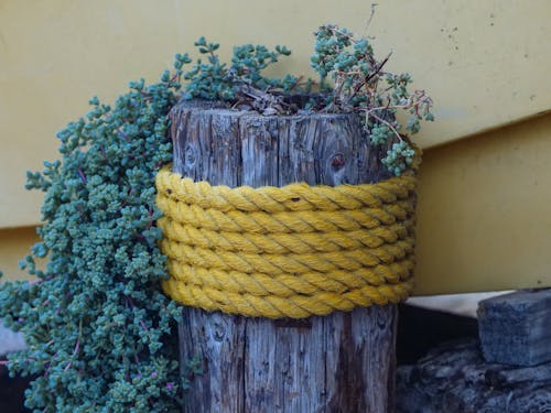 Wooden Post With Plant Wrapped With A Yellow Rope