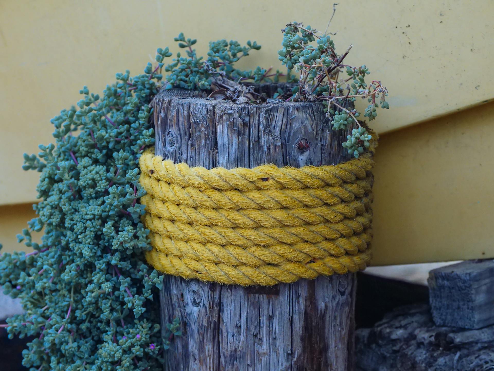 Close-up of a wooden post wrapped with yellow jute rope and succulents, offering a rustic, natural look.