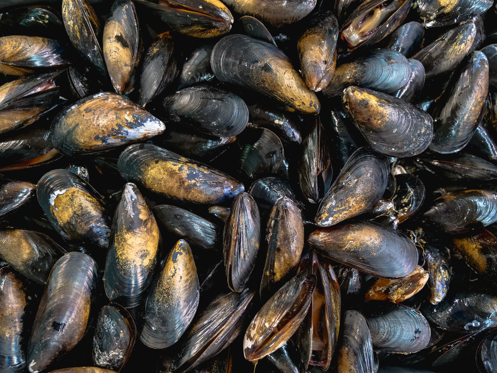 A pot of steamed mussels cooked and ready to serve