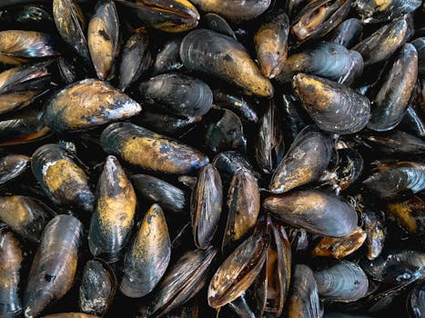 High-angle view of fresh mussels in shells, showcasing sea bounty and natural textures.