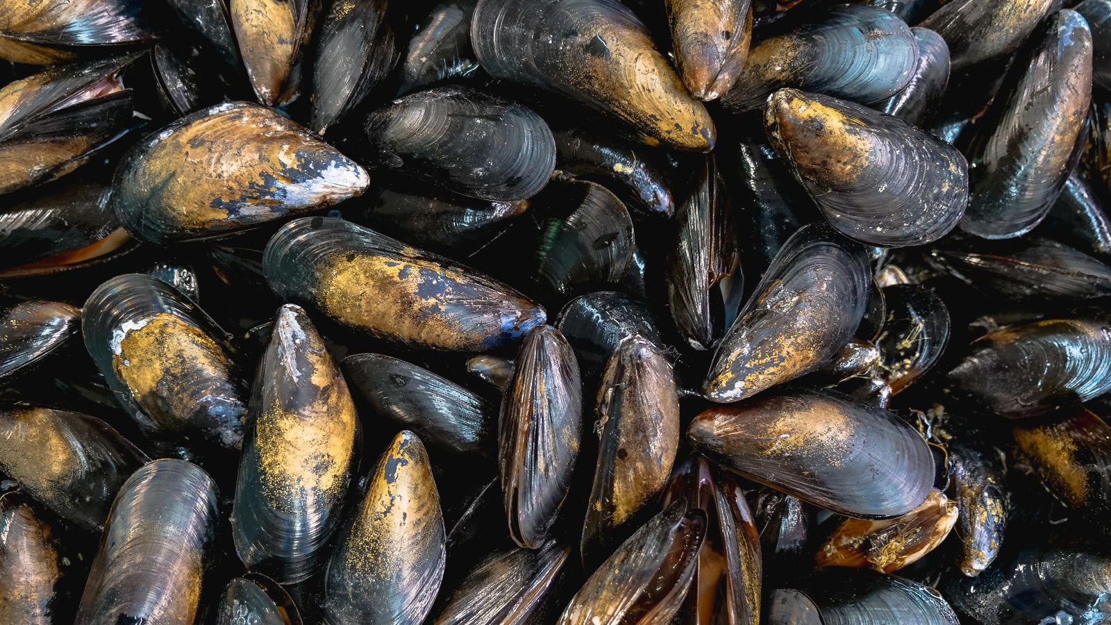 High-angle view of fresh mussels in shells — photo by Kindel Media on Pexels High-angle view of fresh mussels in shells