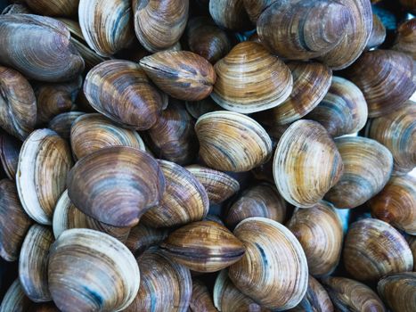 Clams