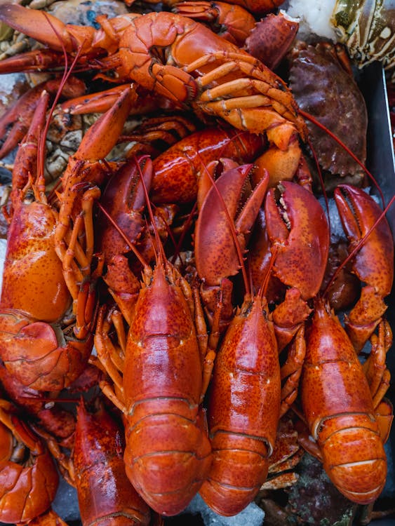 Free stock photo of big lobster, boiling, catch of fish