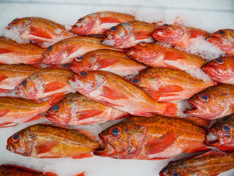 Fresh Fishes On Tray With Ice