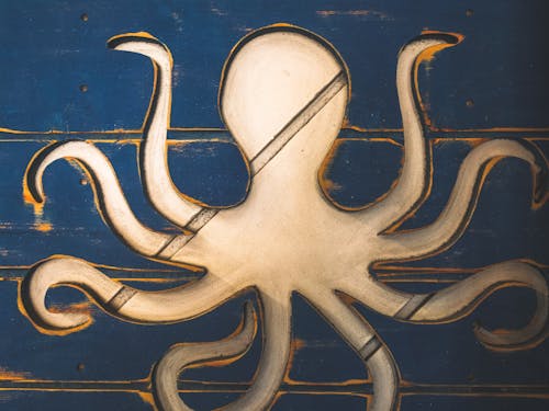 Základová fotografie zdarma na téma chobotnice, design, kreativní