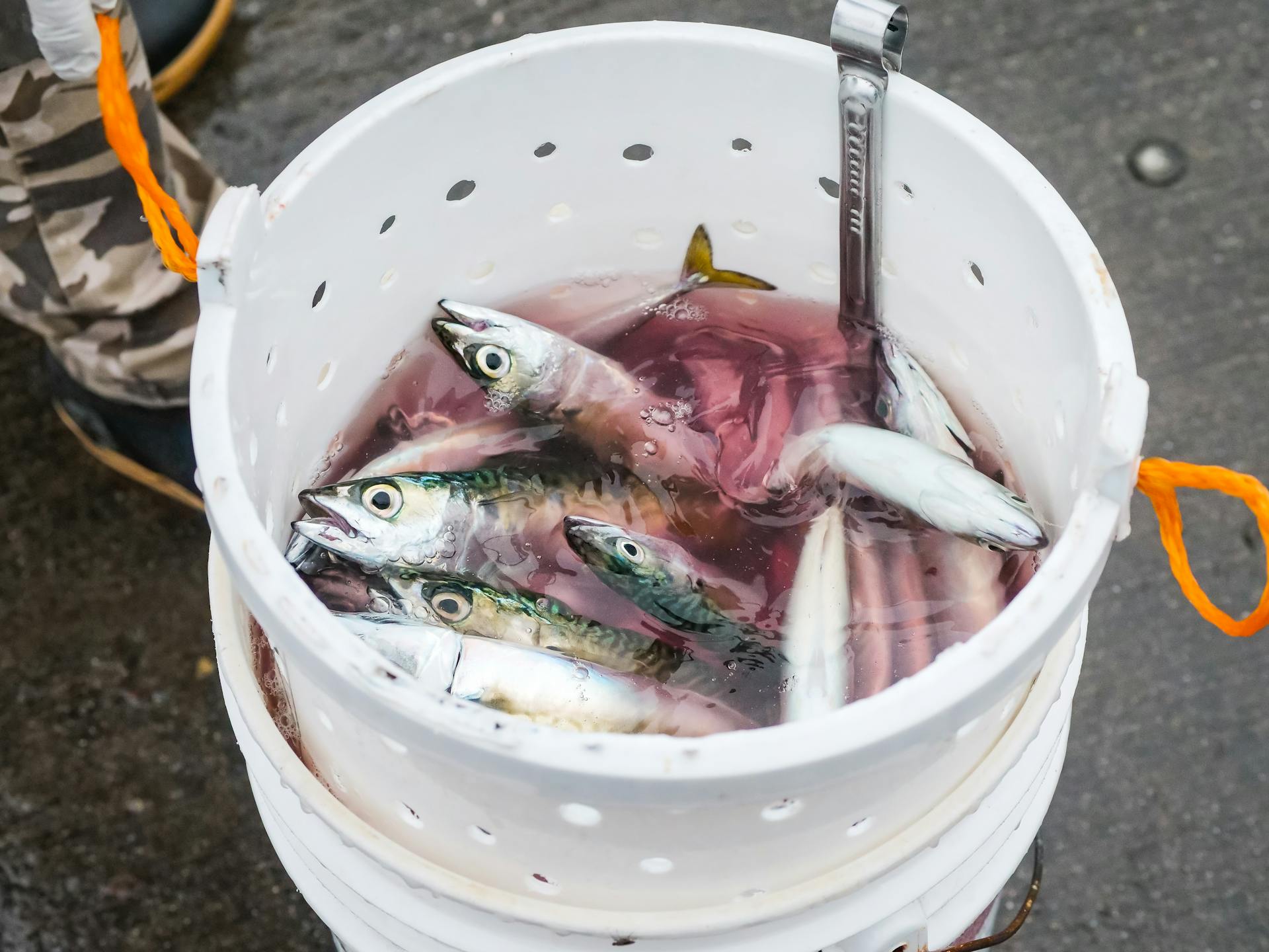 Fishes in White Plastic Bucket With Water