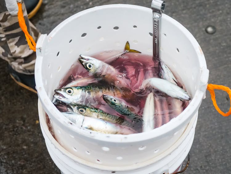 Fishes In White Plastic Bucket With Water 