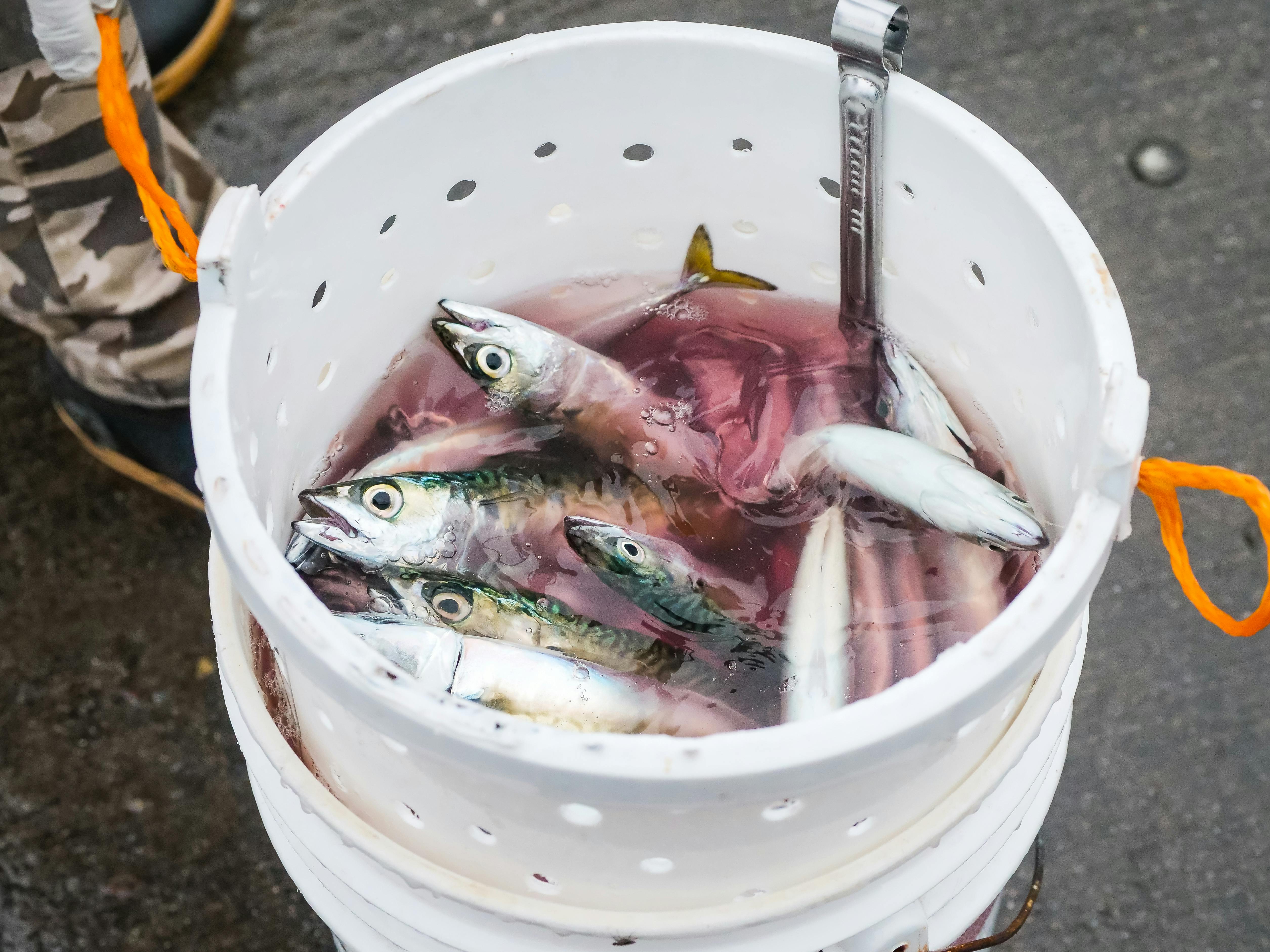 Metal Bucket Full Of Clear Water Stock Photo - Download Image Now - Water,  Bucket, Full - iStock