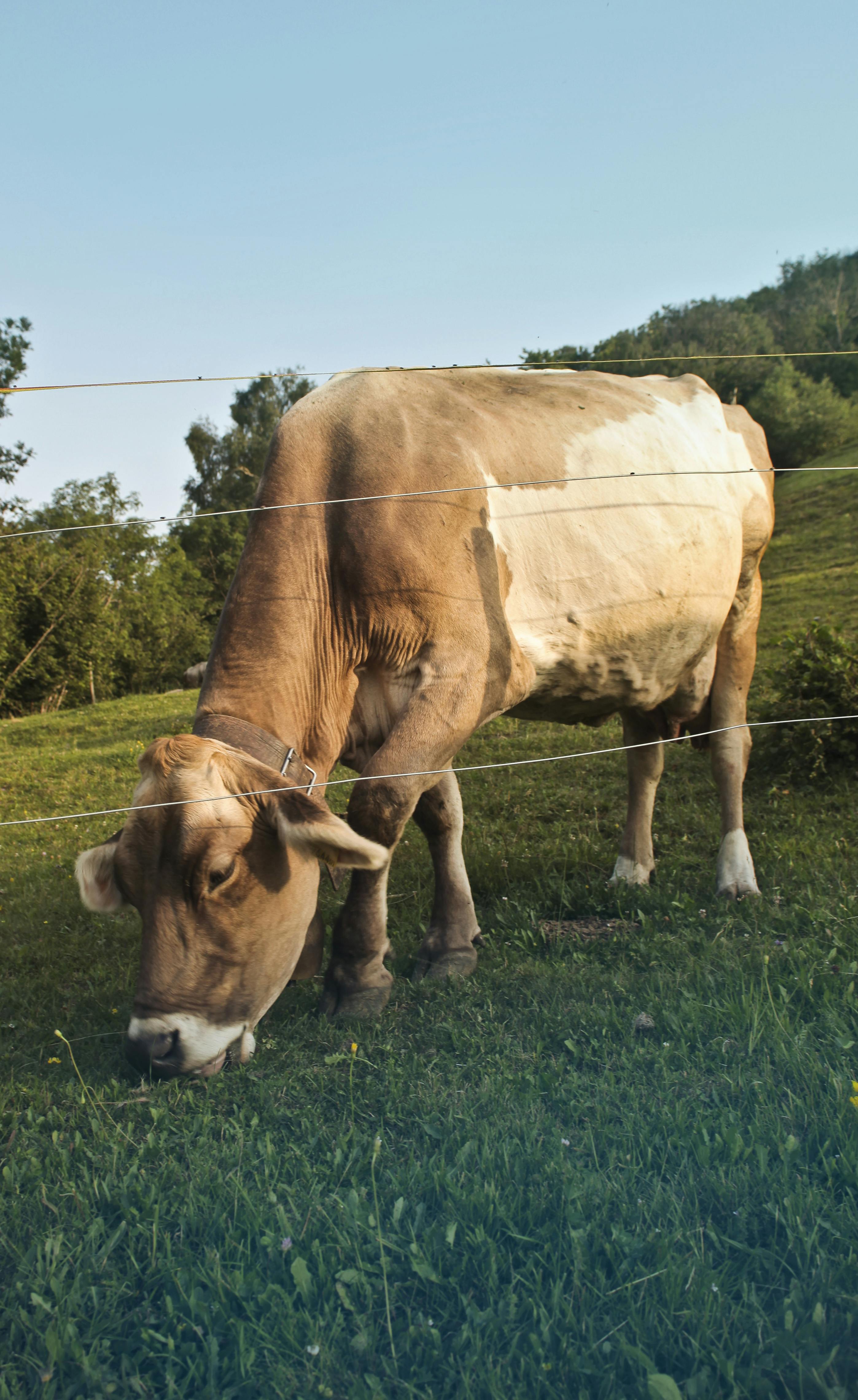 Free stock photo of animal, cow, farmer