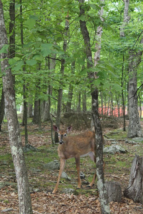 Kostenloses Stock Foto zu bäume, hirsch, pennsylvania