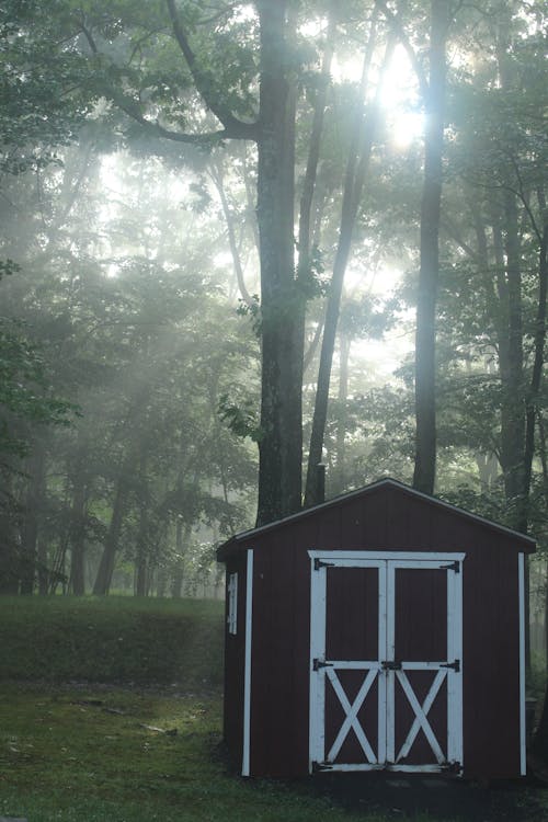 Kostenloses Stock Foto zu bäume, morgensonne, nebel
