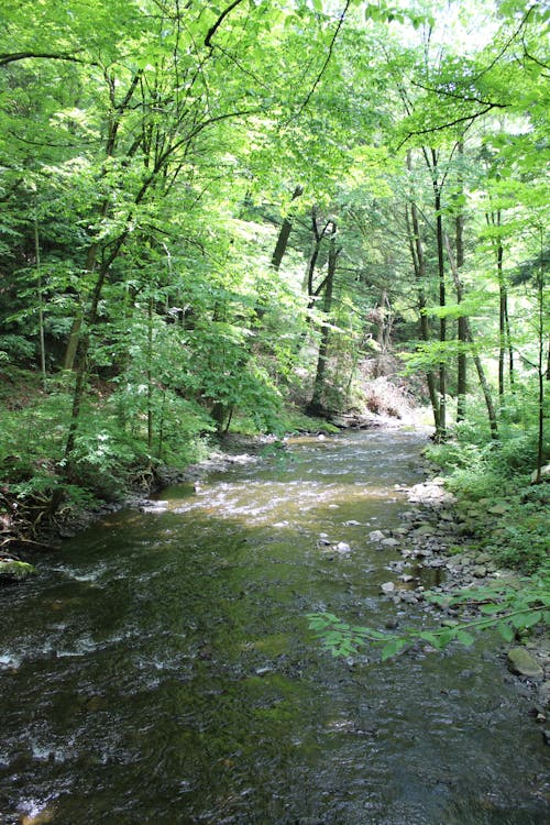 Kostenloses Stock Foto zu bach, bäume, felsen