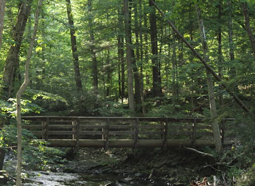 Kostenloses Stock Foto zu bäume, brücke, holz