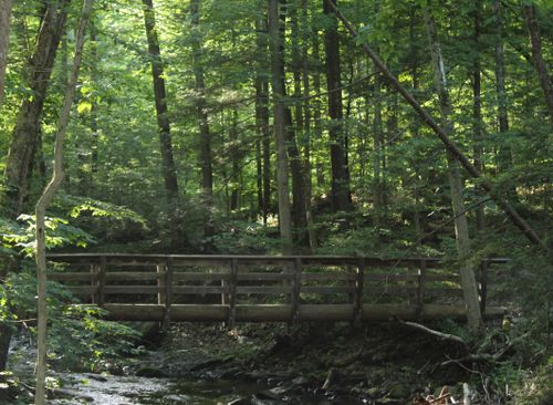Free stock photo of bridge, forest, natural bridge Stock Photo
