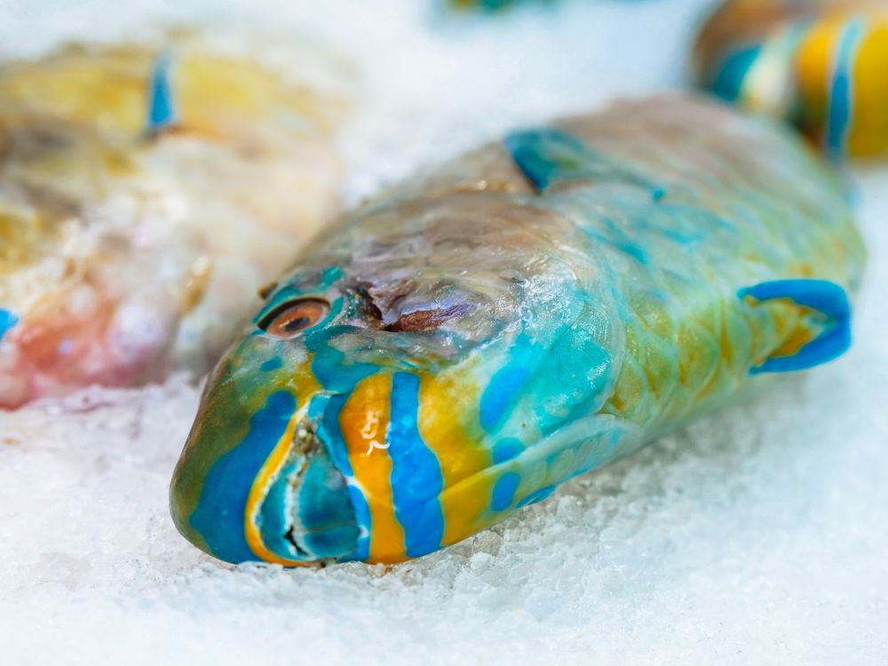 Close-Up Photo of a Parrot Fish · Free Stock Photo