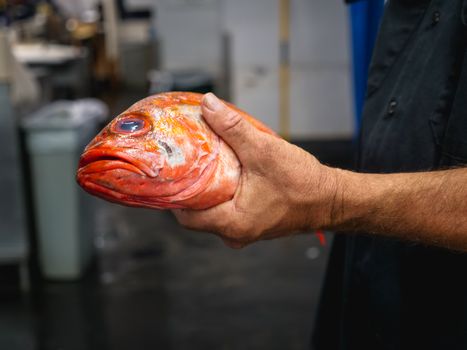 Person Holding a Red Fish 