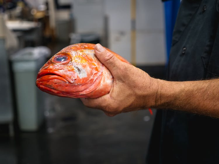 Person Holding A Red Fish 