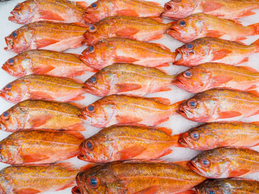 Catch of Atlantic Redfish · Free Stock Photo