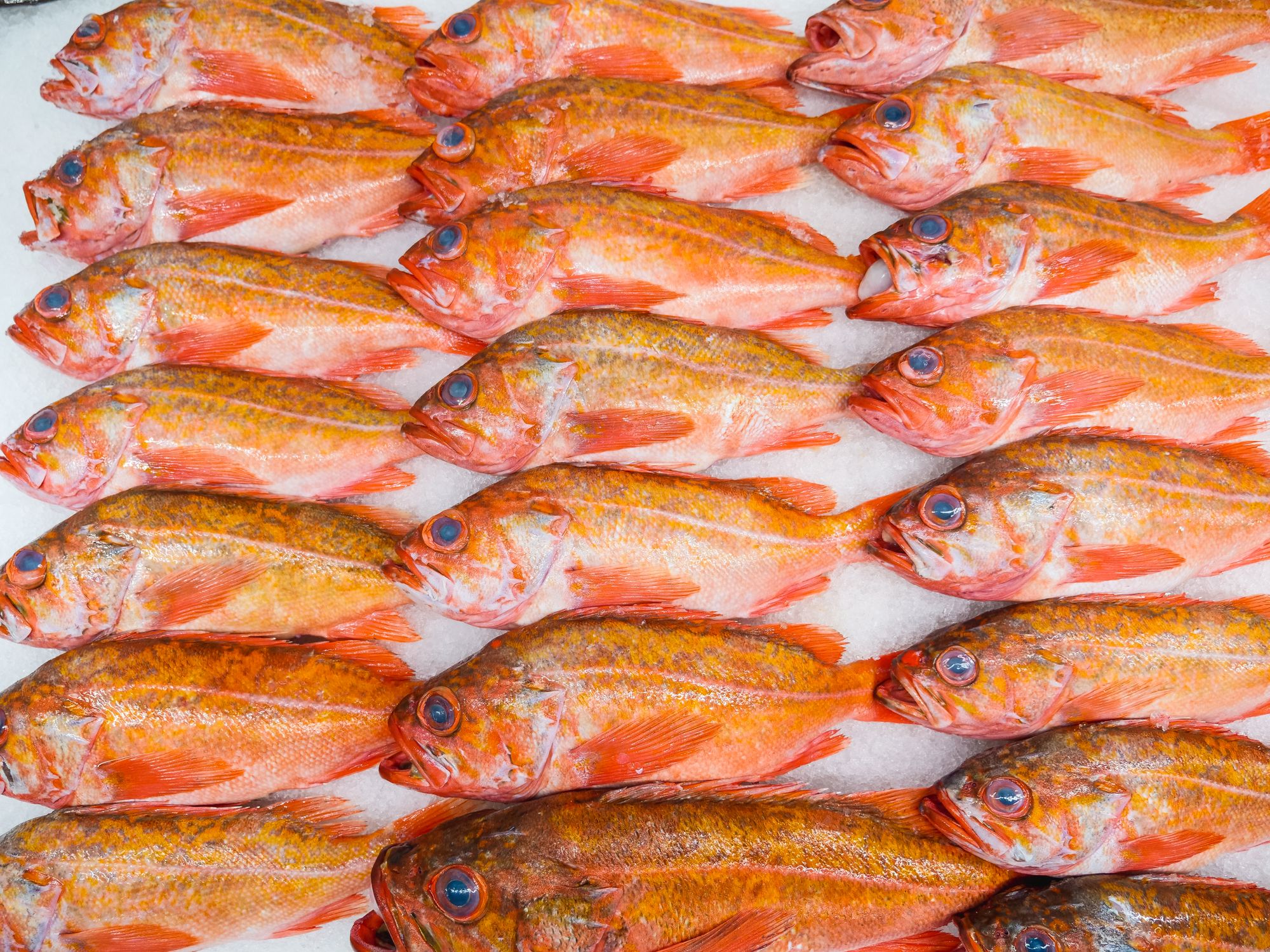 Catch of Atlantic Redfish · Free Stock Photo