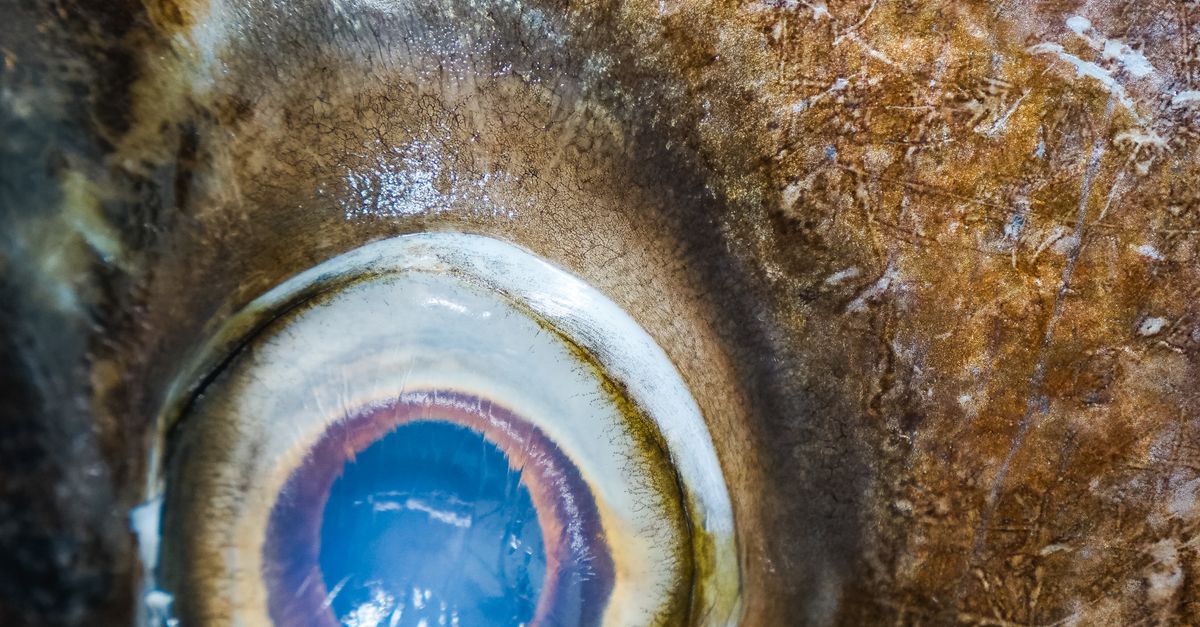 Fish Eye · Free Stock Photo