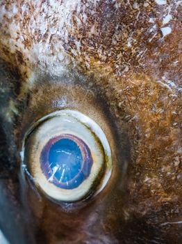 Detailed close-up of a fish eye with vibrant colors and intricate textures, capturing its unique appearance.