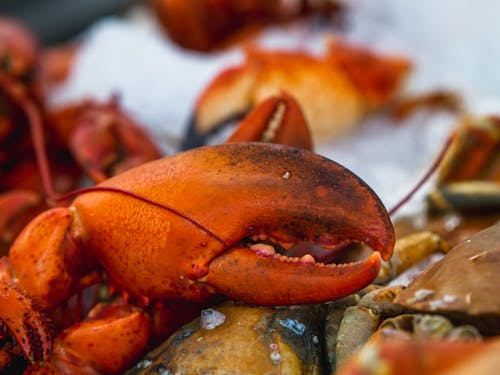 Close Up Shot of Lobster Claw 