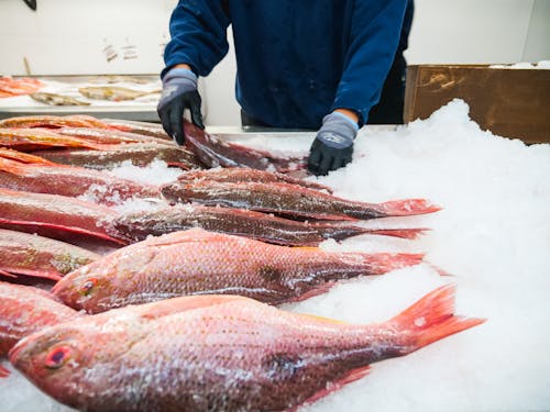 Ingyenes stockfotó élelmiszer-fotózás, fagy, fagyasztott hal témában