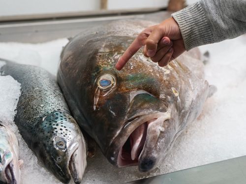 Free A close-up view of fresh fish displayed on ice in a market, with a hand pointing to one. Stock Photo