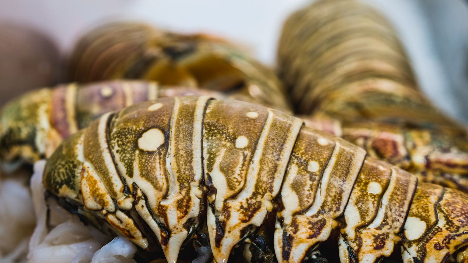 Fresh lobster tails arranged on ice — photo by Kindel Media on Pexels Fresh lobster tails arranged on ice