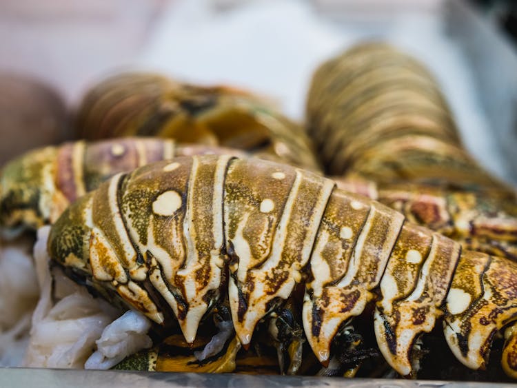 Macro Photography Of Fresh Lobster Tail