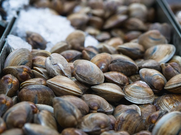 Close-up Of Fresh Clams