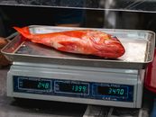 Fresh Snapper on a Weighing Scale