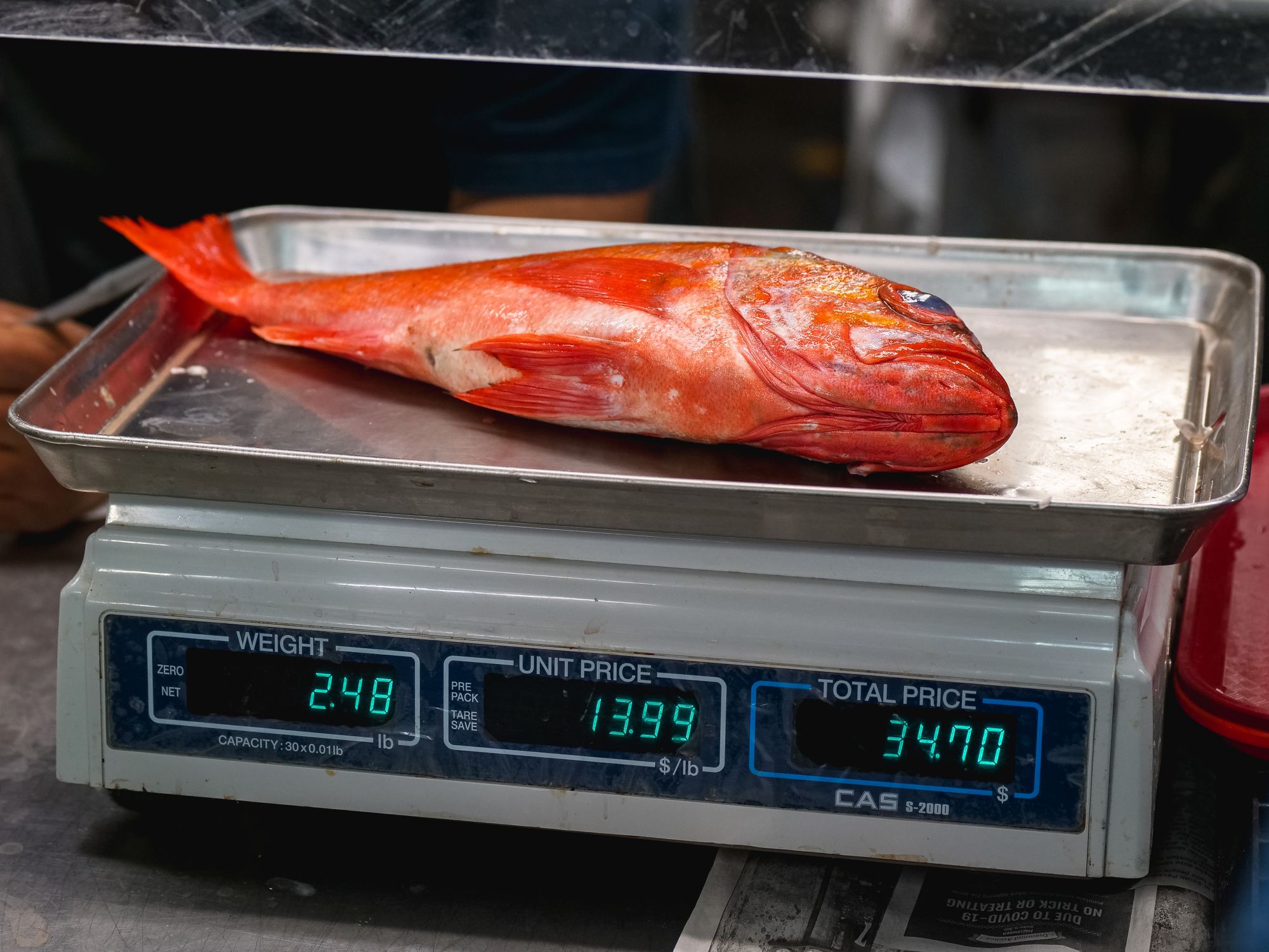 Fresh Snapper on a Weighing Scale · Free Stock Photo