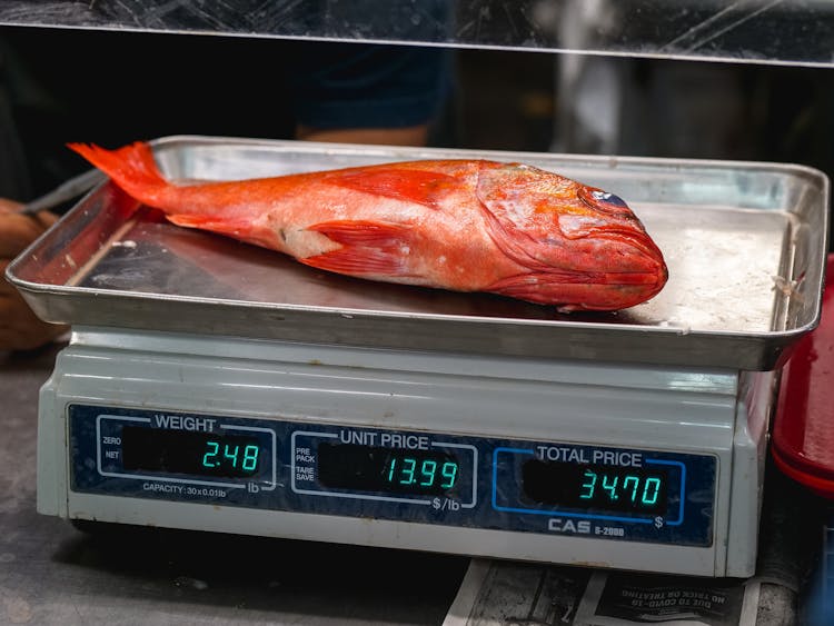 Fresh Snapper On A Weighing Scale