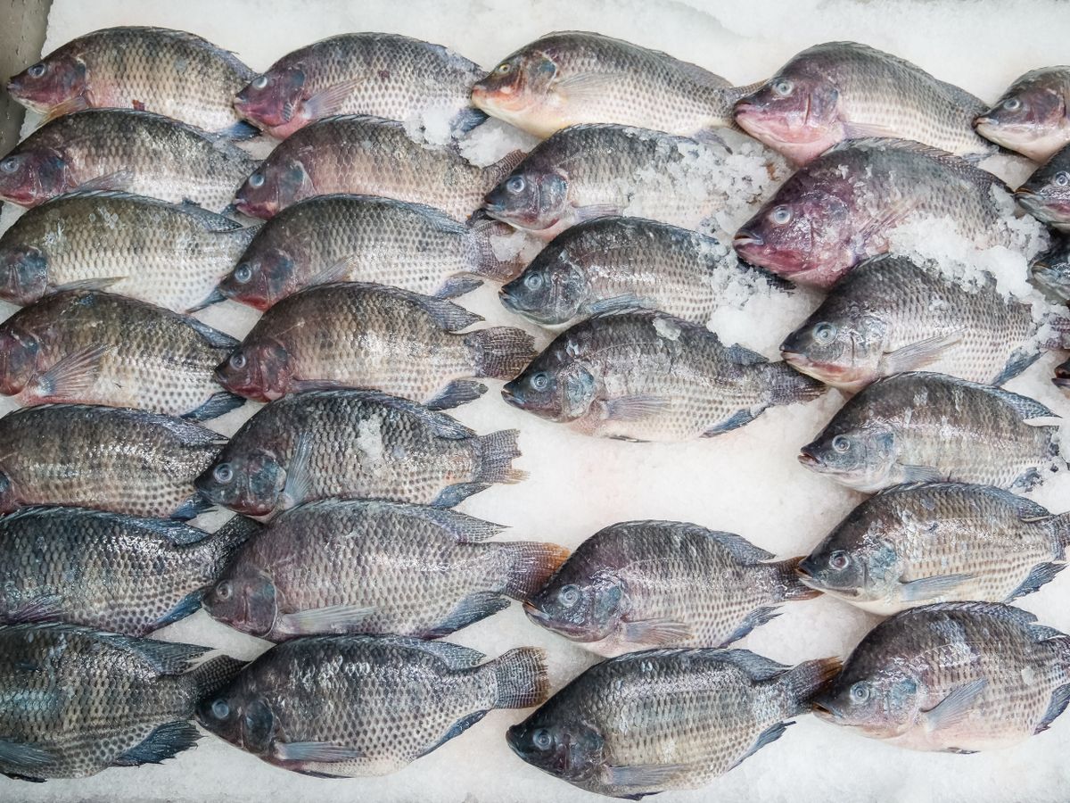 java tilapia -fotos und -bildmaterial in hoher... Edit