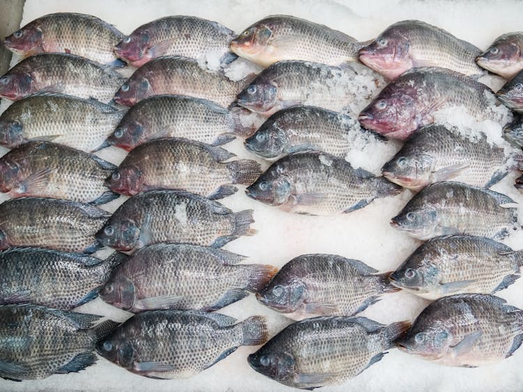 Displayed Raw Tilapia On A Row 