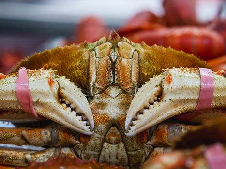 A detailed close-up of a crab with bands around its claws, showcasing seafood freshness.
