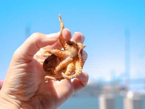 Close-up of a hand holding a fresh small octopus against a blurred background of a bright blue sky.