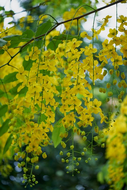 Free Bright yellow Cassia fistula flowers in full bloom, showcasing summer vibrancy and natural beauty. Stock Photo