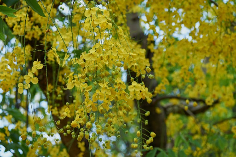 Close-up Of Yellow Flowers On A Tree