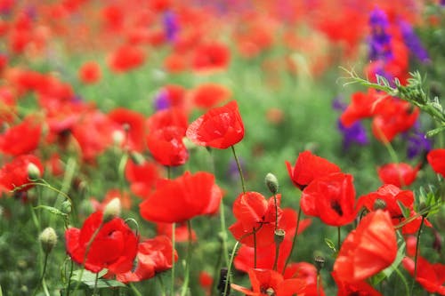 Red Flowers in Close Up Photography