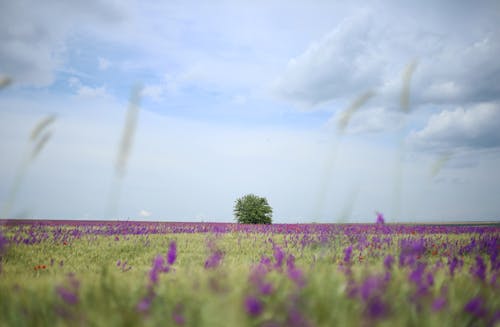 alan, Çiçekler, gökyüzü içeren Ücretsiz stok fotoğraf