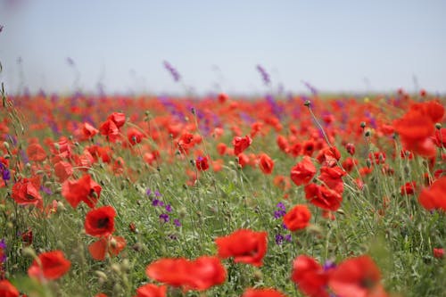 Free Photo of a Flower Field Stock Photo