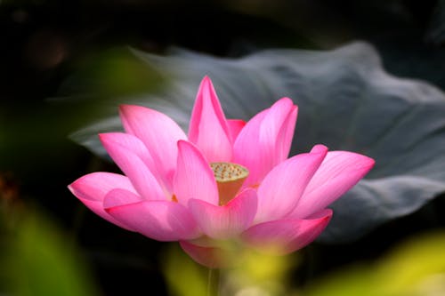 Foto profissional grátis de broto, fechar-se, flor