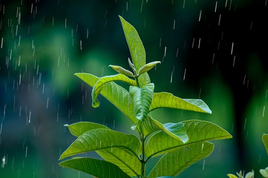 Macro shot of vibrant green leaves with raindrops, showcasing natural beauty and freshness.