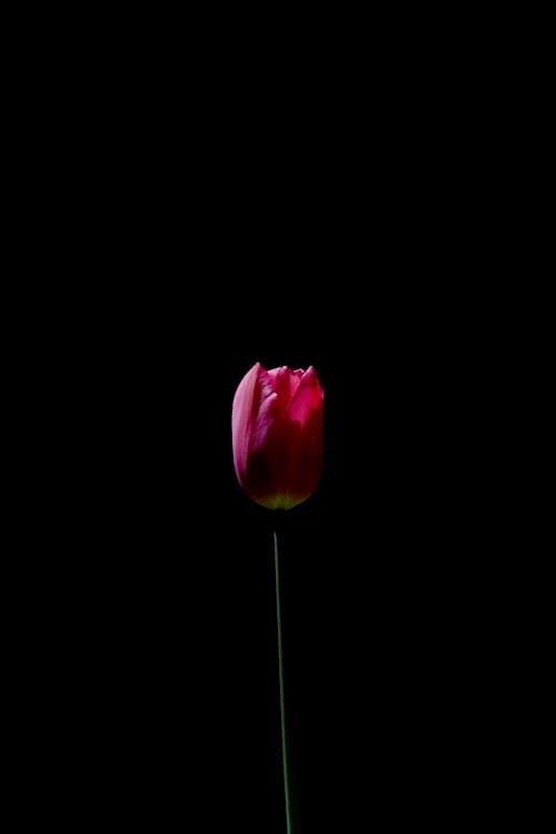 Foto stok gratis background hitam, bunga merah jambu, mekar