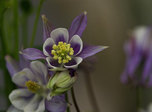 Foto stok gratis aquilegia, bunga yang indah, kebun