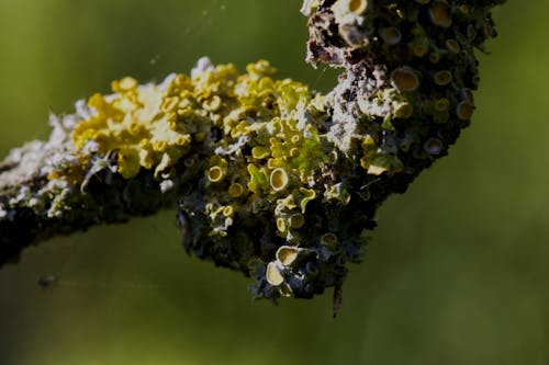 Darmowe zdjęcie z galerii z garnek, martwa natura, mono