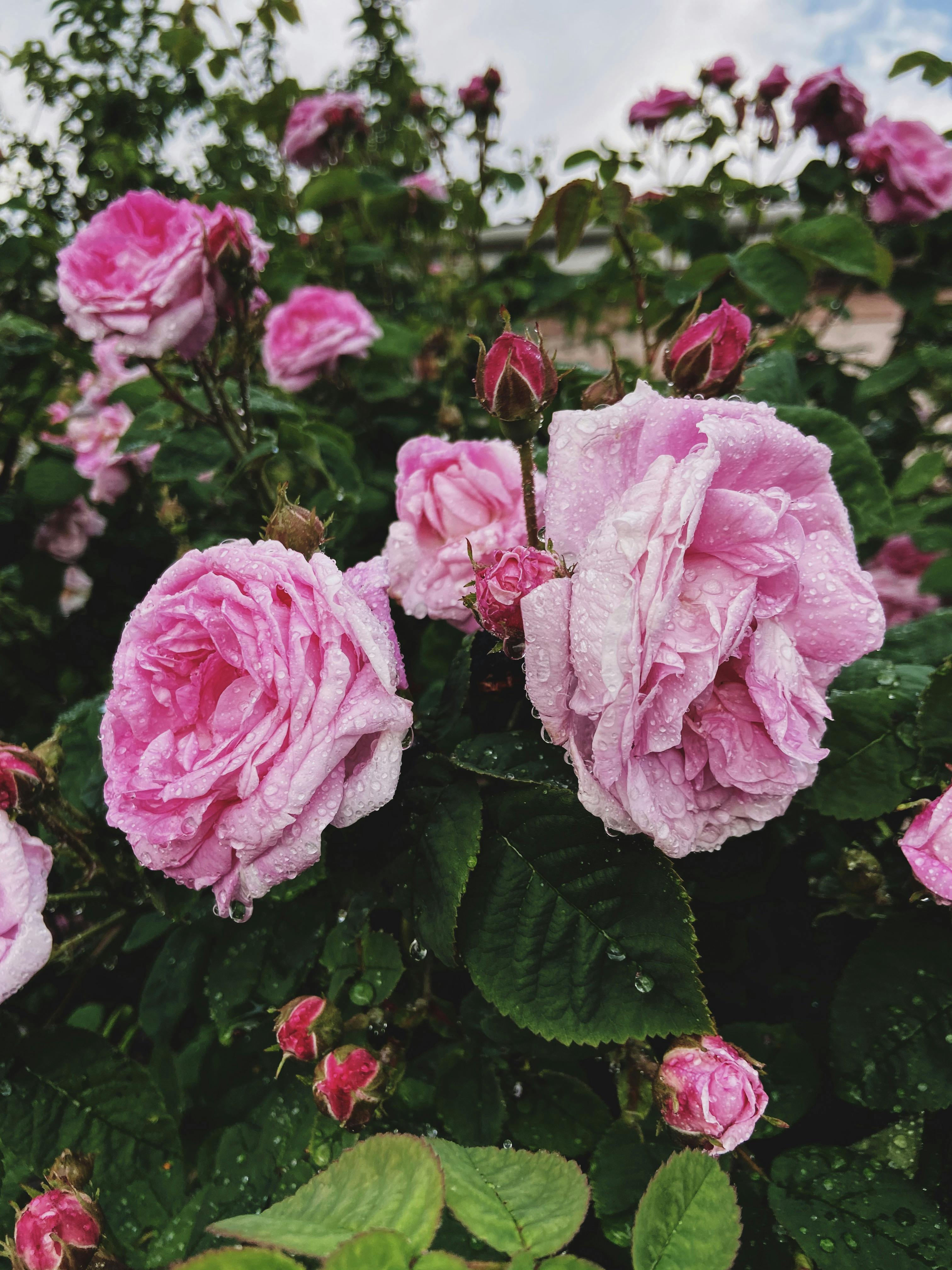 Pink Rose in Bloom · Free Stock Photo